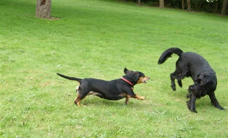 Blanding af racer Tessi R.I.P 18/10-10 - nu er jeg gal billede 13