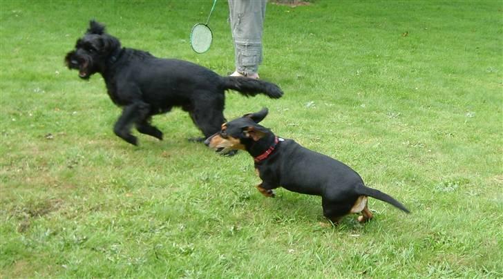 Blanding af racer Tessi R.I.P 18/10-10 - puste puste... han er alt for hurtig billede 14