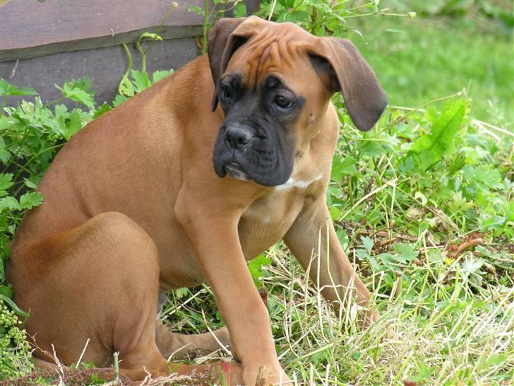 Boxer Yoko Ono billede 1