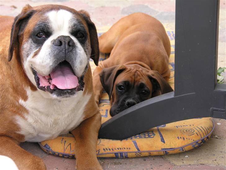 Boxer Yoko Ono billede 2