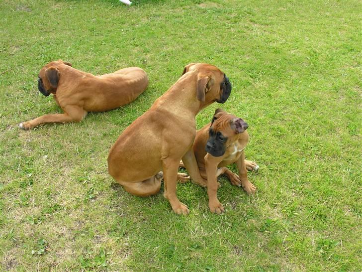 Boxer Yoko Ono billede 3