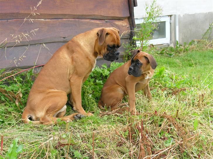 Boxer Yoko Ono billede 4