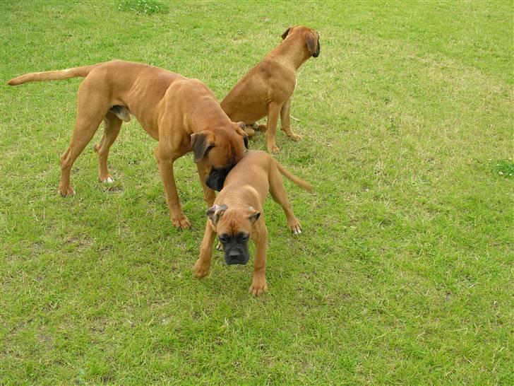 Boxer Yoko Ono billede 5