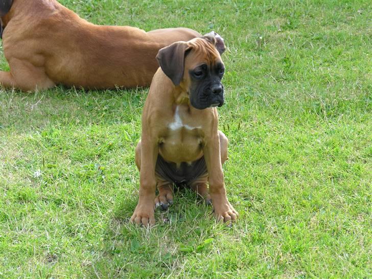 Boxer Yoko Ono billede 6