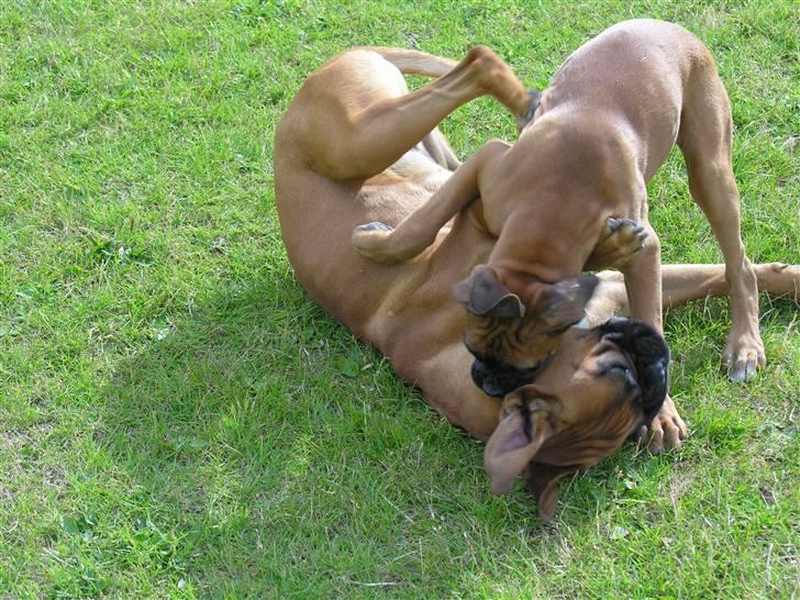 Boxer Yoko Ono billede 7