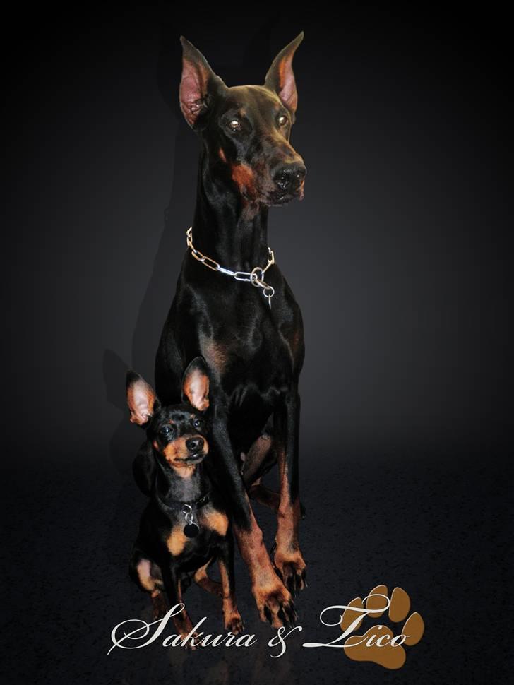 Dobermann Sakura billede 20