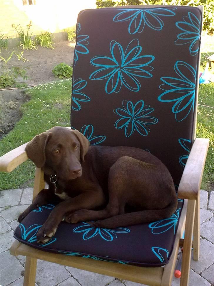 Labrador retriever Freja - Chiller lige i havestolen :-) billede 9
