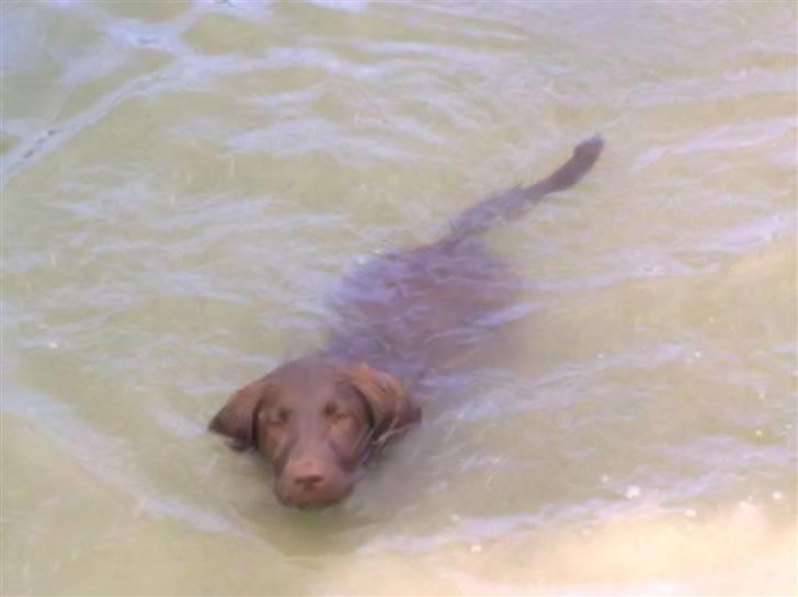 Labrador retriever Freja - Min første rigtige badetur. billede 10