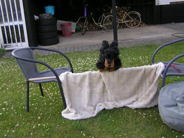 Cocker spaniel Sille<33 - sille springer ikk så højt igen :D billede 13