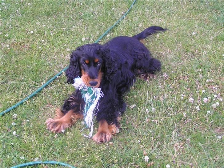 Cocker spaniel Sille<33 - sille er legesyg :D billede 14