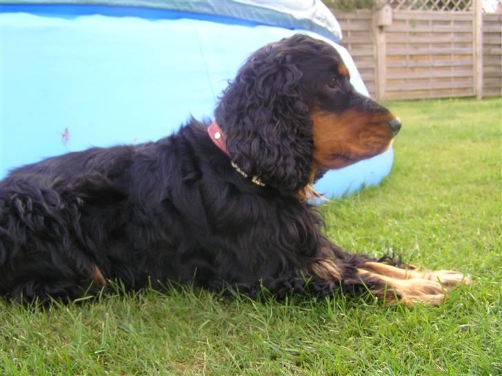 Cocker spaniel Sille<33 billede 15