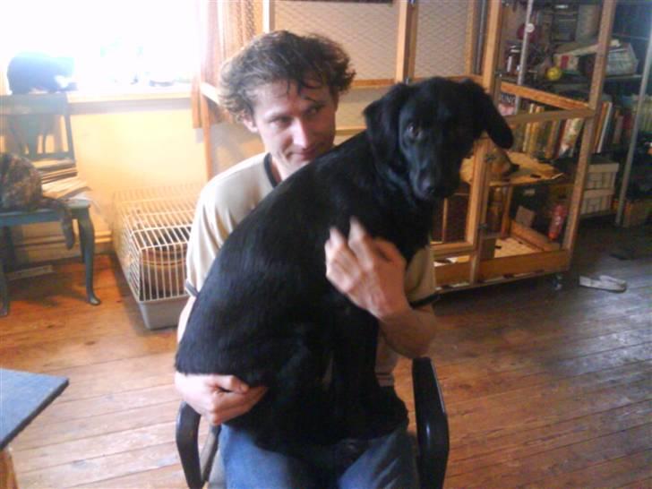 Blanding af racer Happy  - Skødehund...? Hvem??? billede 14