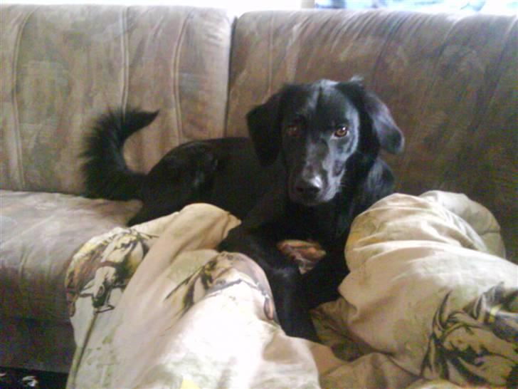 Blanding af racer Happy  billede 15