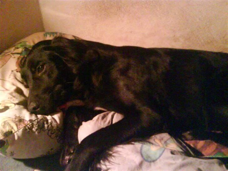 Blanding af racer Happy  - Det er så hyggeligt at ligge i sengen hos sin mor billede 16