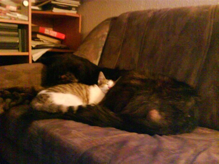 Blanding af racer Lucky  - Det er så hyggeligt at sove med en kat billede 9