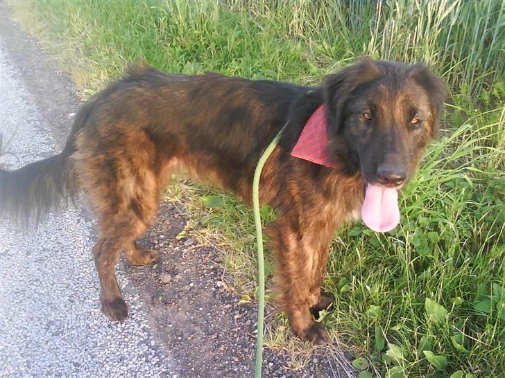 Blanding af racer Lucky  billede 10