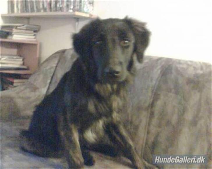 Blanding af racer Lucky  billede 11