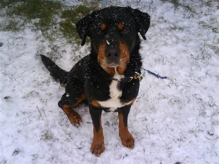 Blanding af racer Ricko billede 14