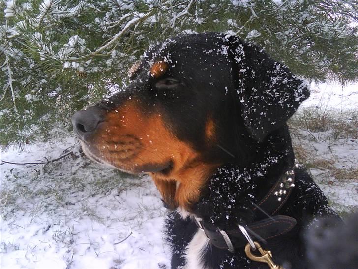 Blanding af racer Ricko billede 15