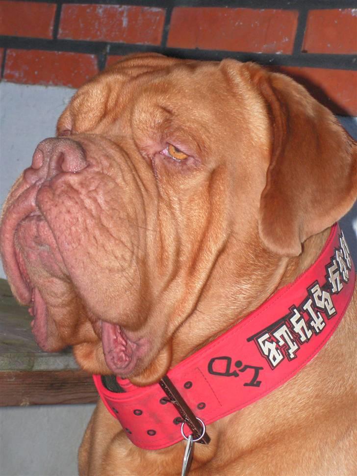 Dogue de bordeaux Arnold Grandis - Det er MIG der er mors derng.... ;0) billede 1