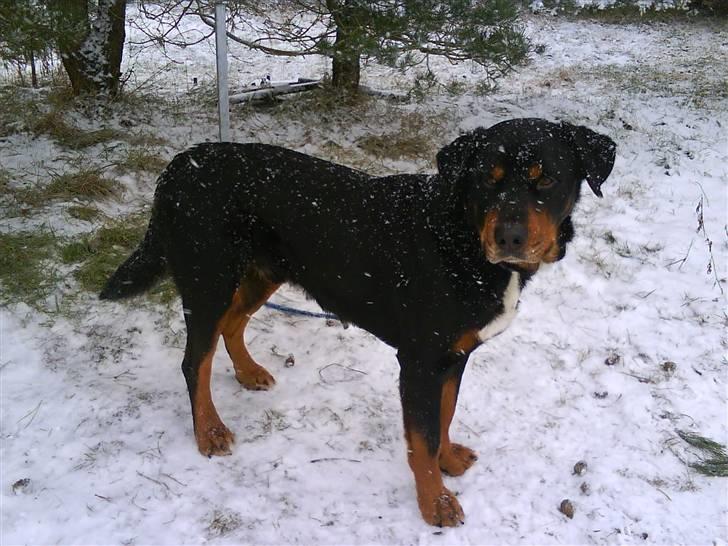 Blanding af racer Ricko billede 16