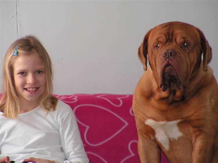 Dogue de bordeaux Arnold Grandis billede 2