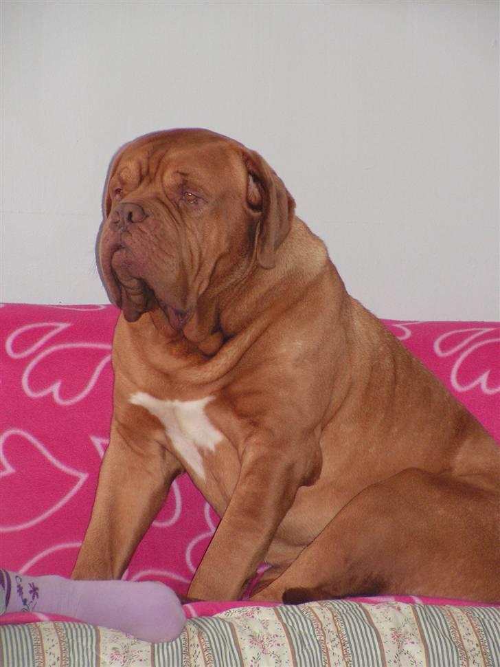 Dogue de bordeaux Arnold Grandis billede 3