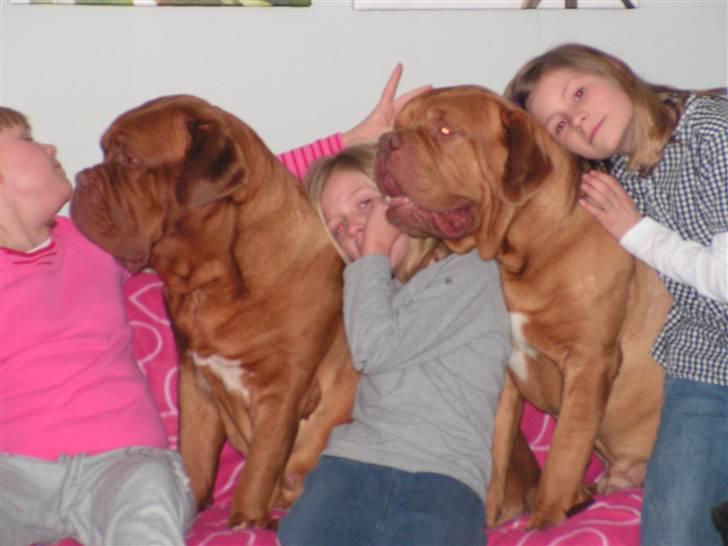 Dogue de bordeaux Arnold Grandis billede 4