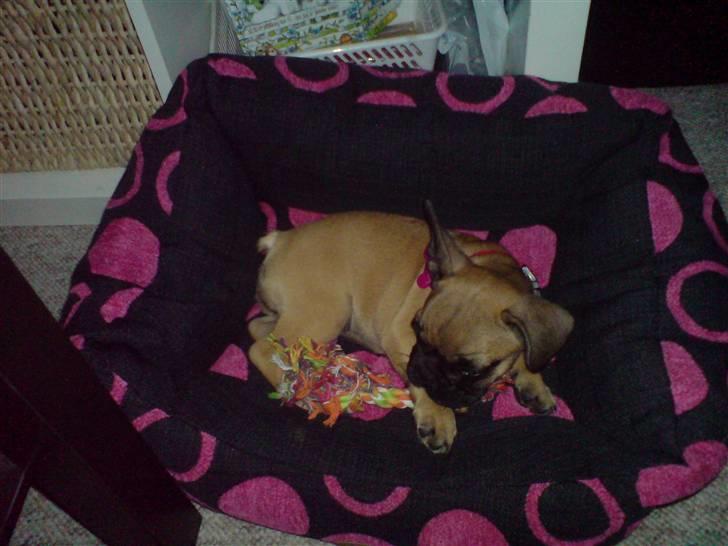 Fransk bulldog Shiela billede 6