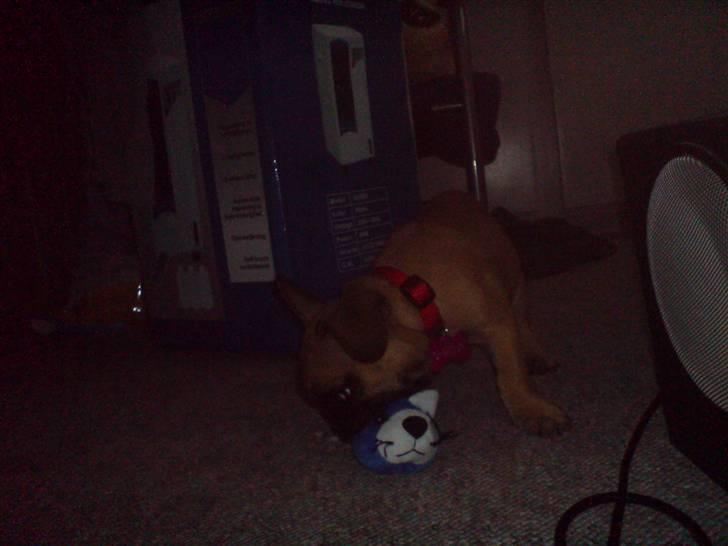 Fransk bulldog Shiela billede 7