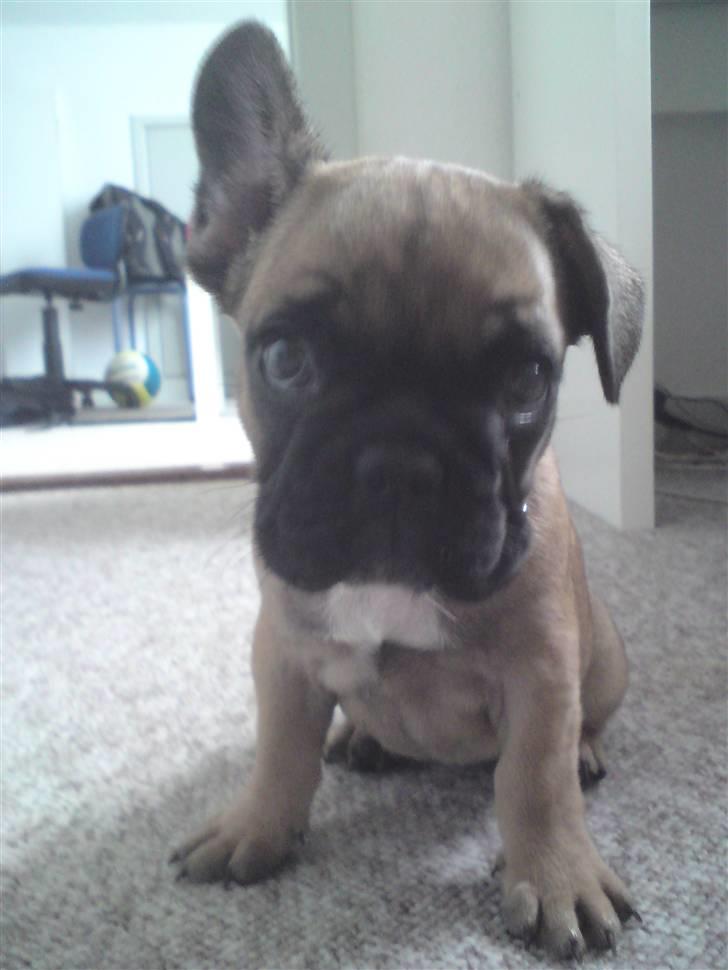 Fransk bulldog Shiela billede 8