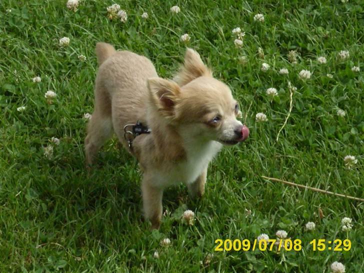 Chihuahua R.I.P MILO. Puccini de la mariposa bonita - vil du ha en møsser... sommer 2009 billede 10