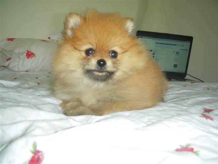 Pomeranian Emmalie billede 7