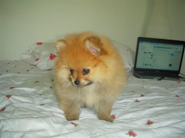 Pomeranian Emmalie billede 8