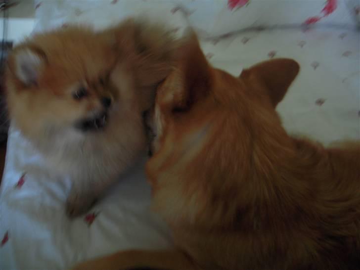 Pomeranian Emmalie billede 9