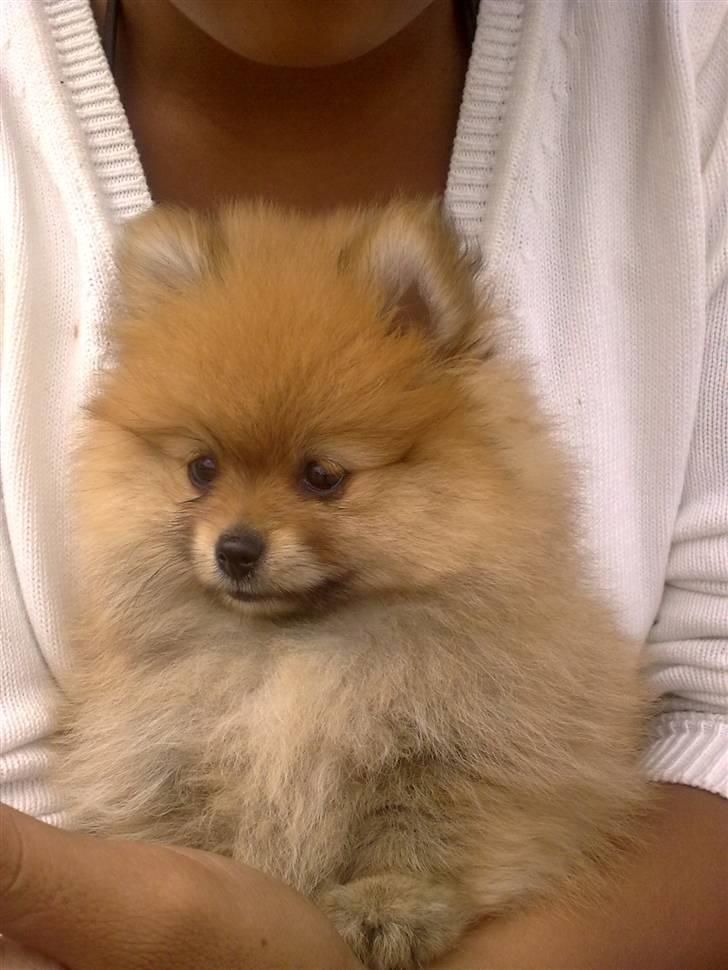 Pomeranian Emmalie billede 11