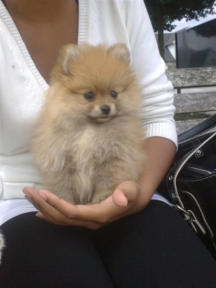 Pomeranian Emmalie billede 12