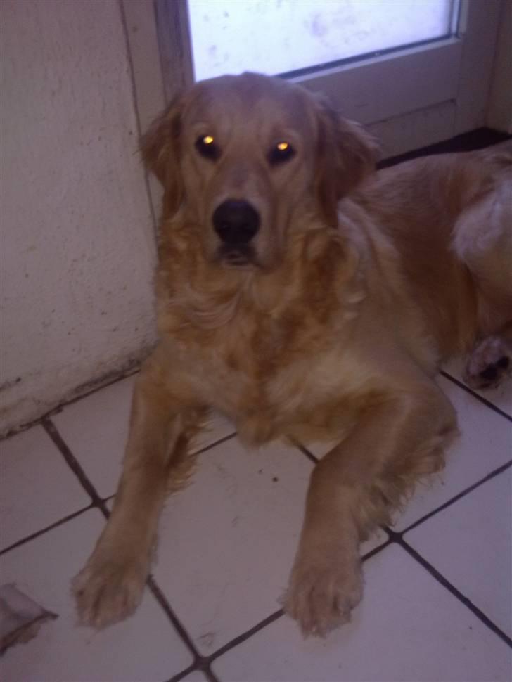 Golden retriever Dingo billede 1