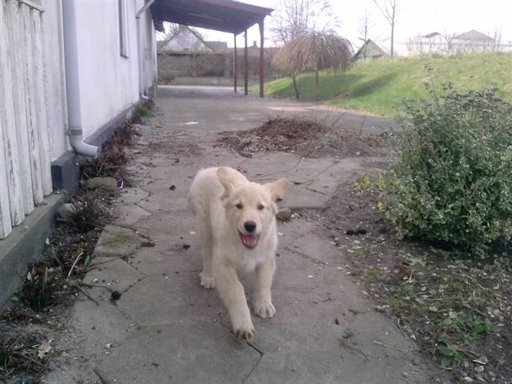 Golden retriever Dingo billede 2