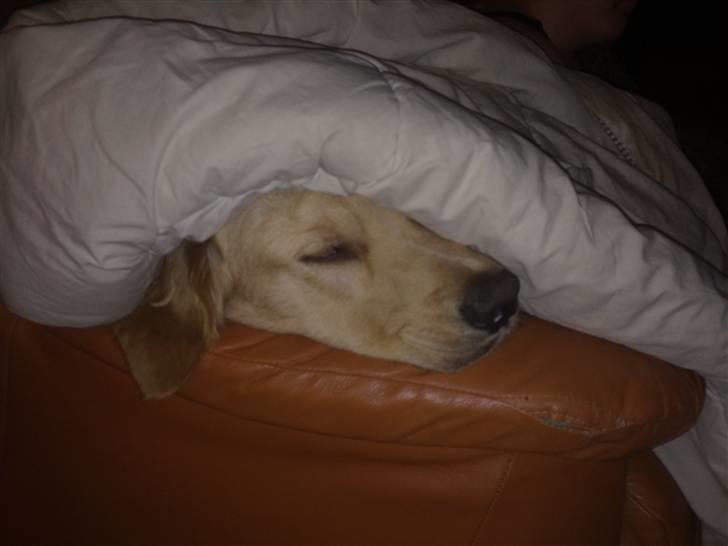 Golden retriever Dingo billede 3