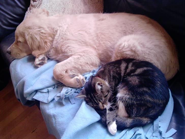 Golden retriever Dingo billede 4