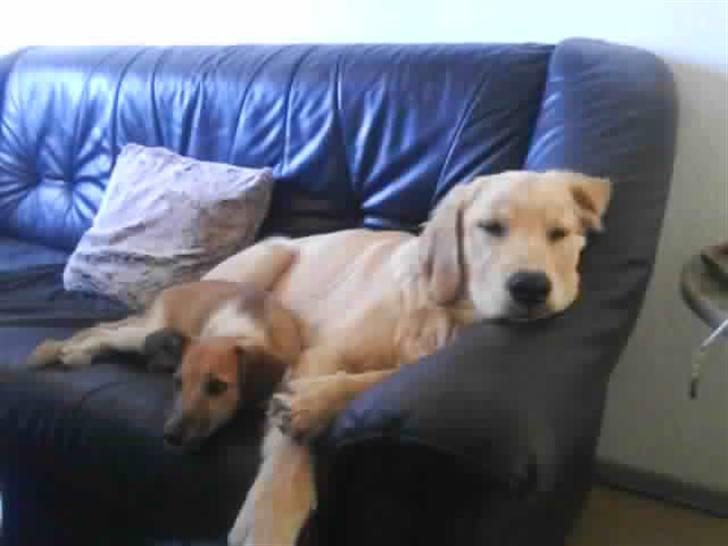 Golden retriever Dingo billede 5