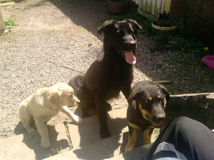 Golden retriever Dingo billede 6