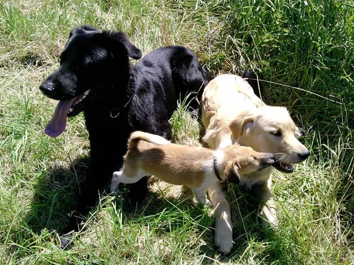 Golden retriever Dingo billede 7