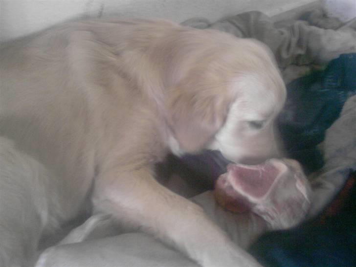 Golden retriever Dingo billede 8