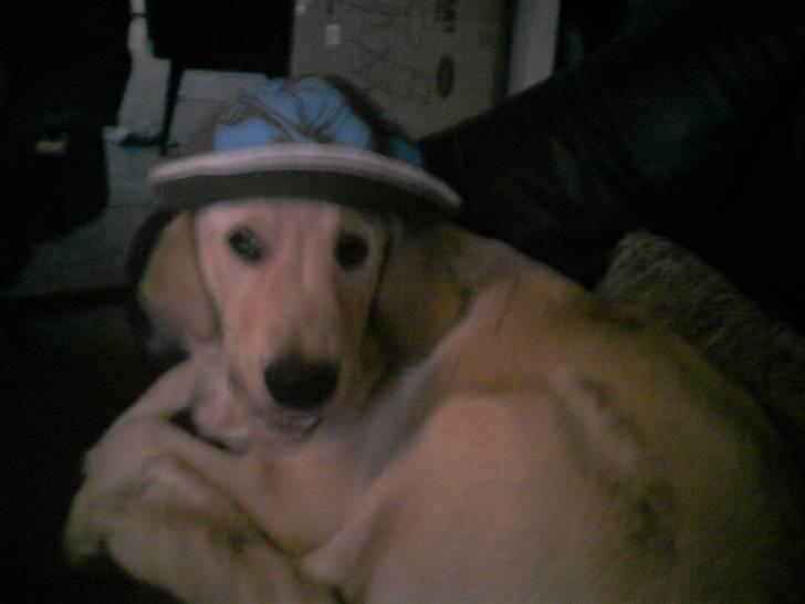 Golden retriever Dingo billede 9