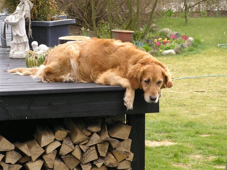 Golden retriever Mickie<33 billede 2