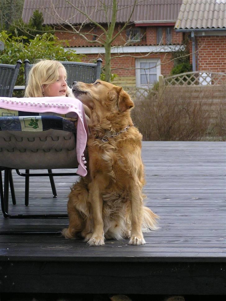 Golden retriever Mickie<33 - Hej Julia :D billede 3