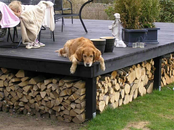 Golden retriever Mickie<33 billede 4