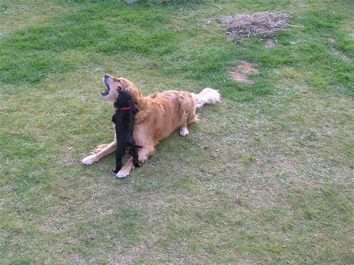 Golden retriever Mickie<33 - at lege med sille er sagen :D billede 6